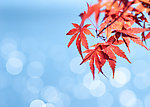 枫叶