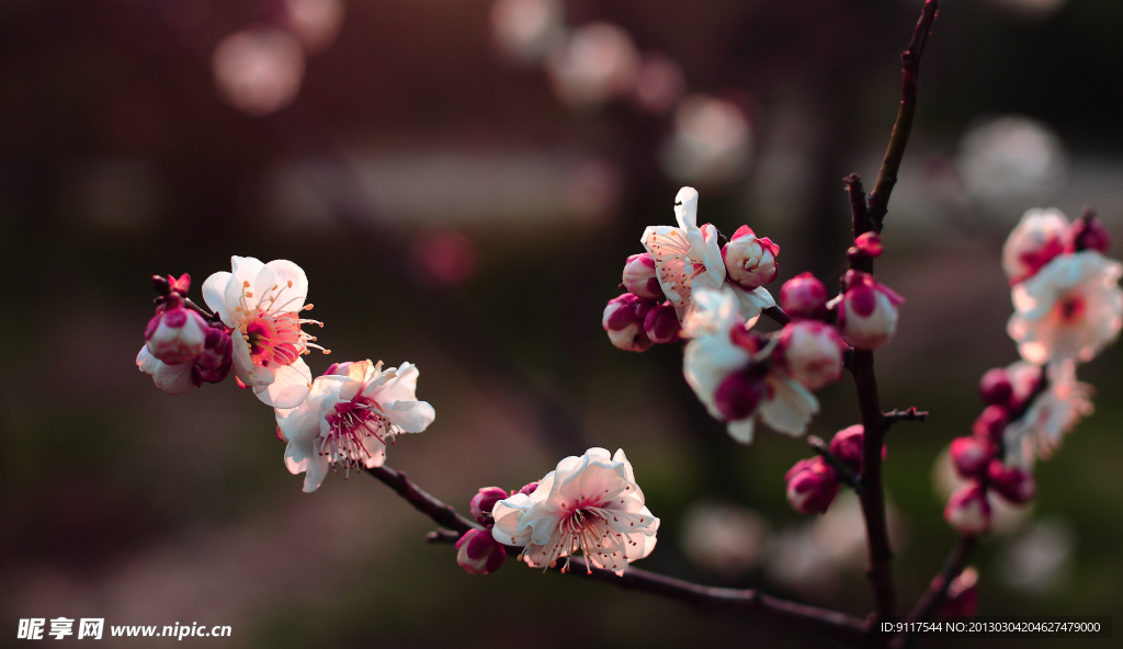 梅花