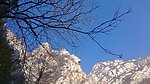 峭壁树枝