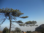嵩山 松树