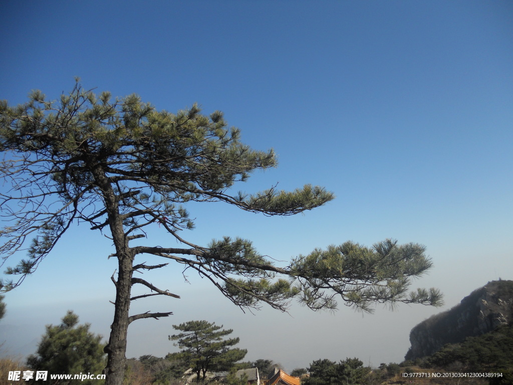 嵩山 松树