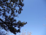 松树