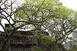 东溪黄葛树
