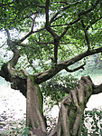 东溪黄葛树