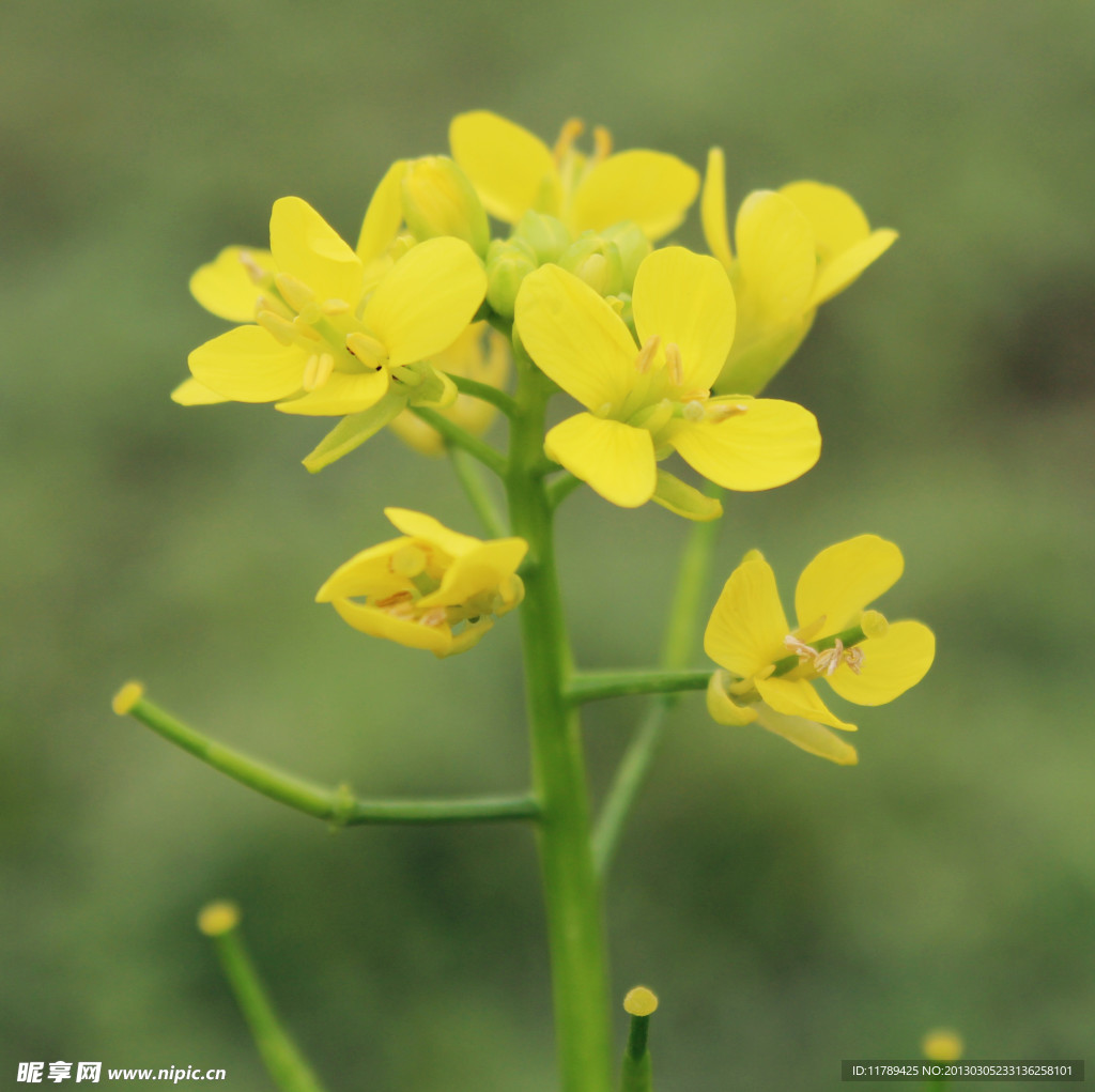 油菜花