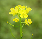 油菜花