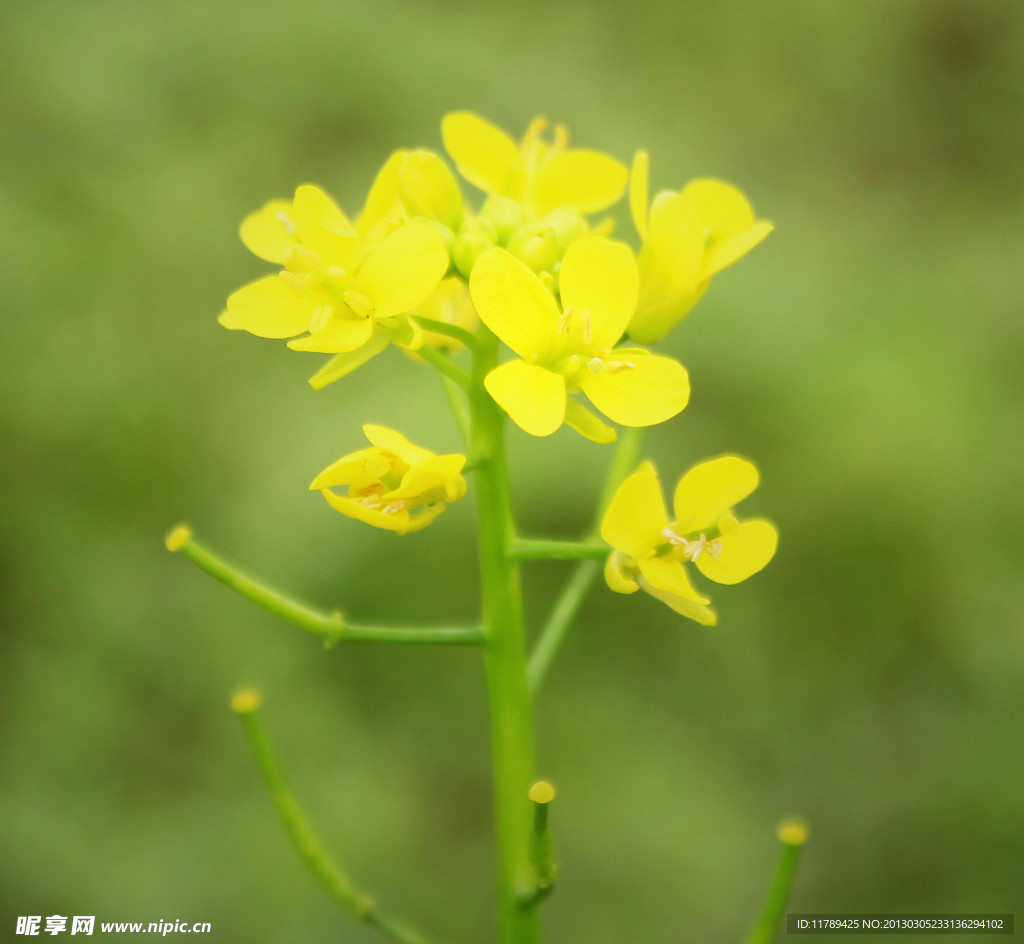 油菜花