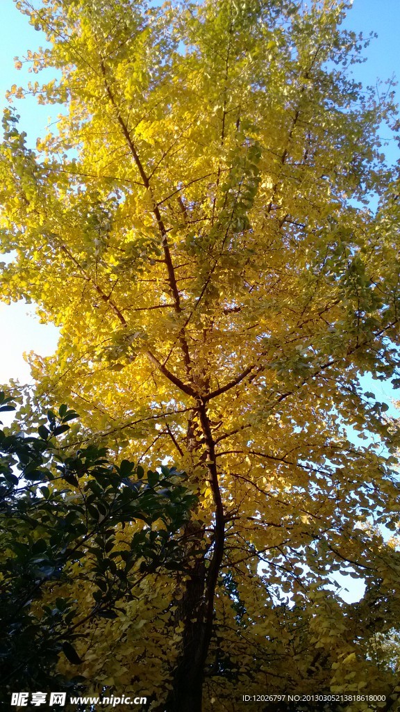 银杏树