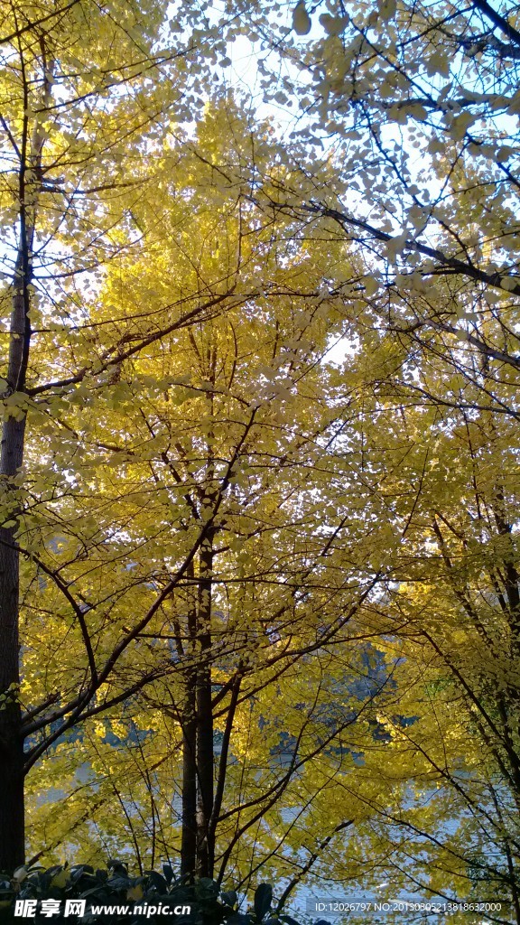 银杏树