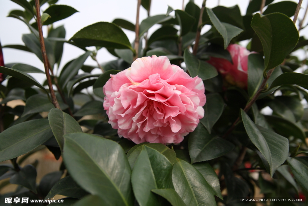 山茶花 山茶树 红色