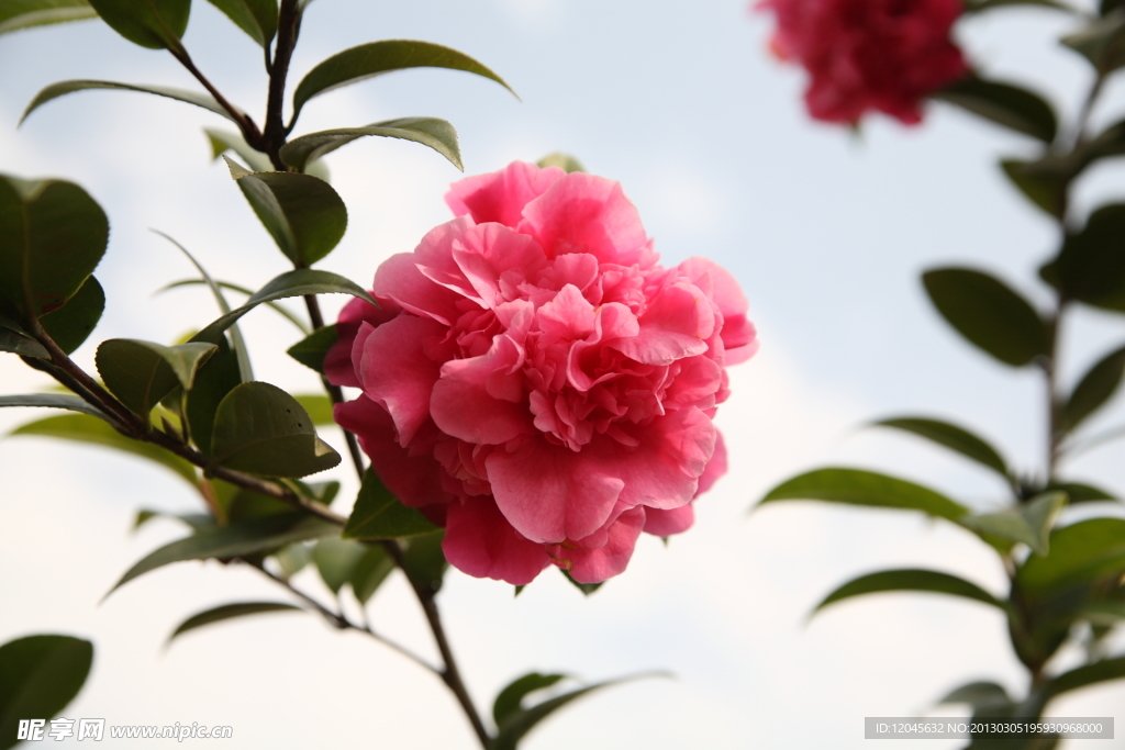 山茶花 黛比 山茶树 红色