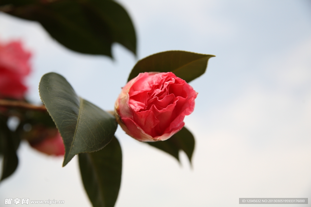 山茶花 紫