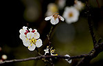 梅花