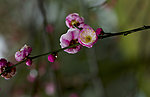 梅花