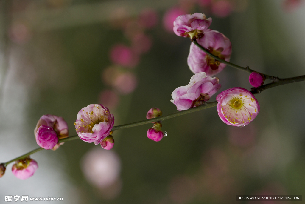 梅花