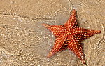 海星