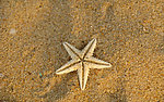 海星
