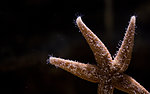 海星
