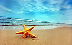 海星