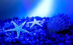 海星
