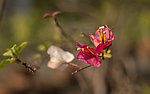花园