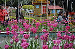 郁金香花展