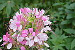 醉蝶花
