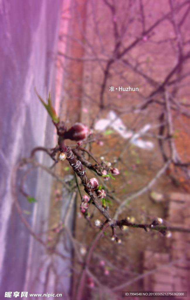 桃花