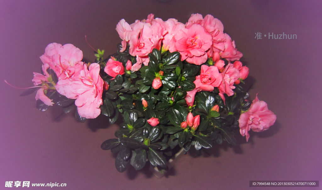 杜鹃花