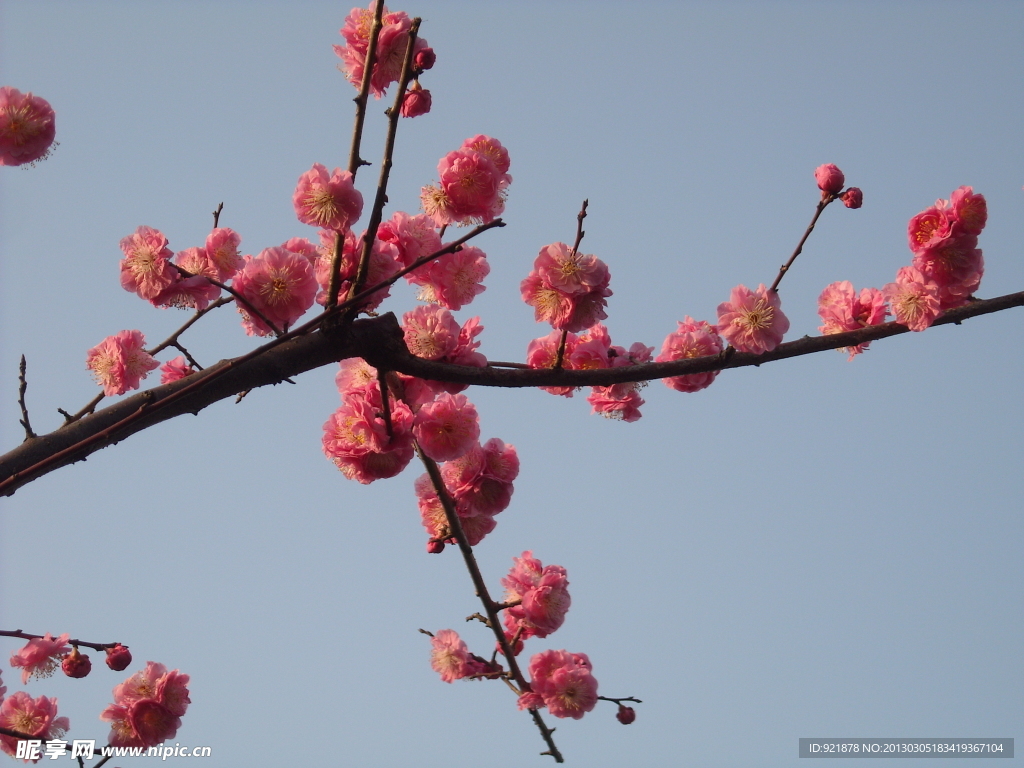 梅花