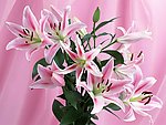 漂亮百合花