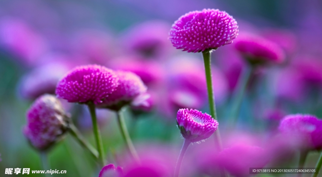 紫红 花朵