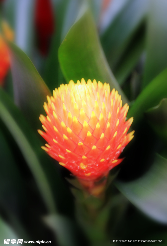 花卉