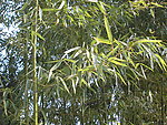竹子