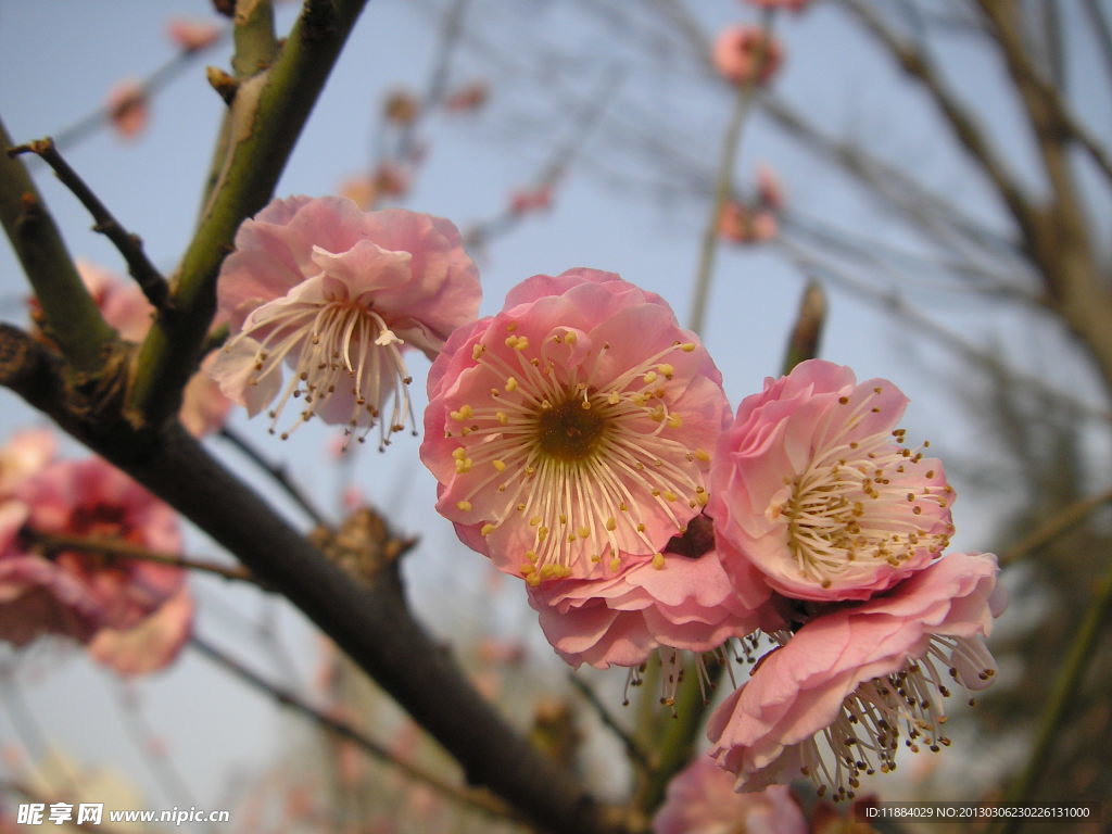 碧桃花
