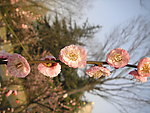 碧桃花