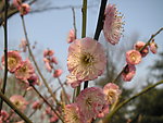 碧桃花