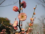 碧桃花