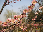 碧桃花