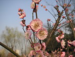 碧桃花