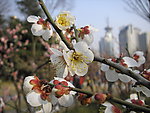 碧桃花