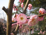 碧桃花