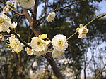 碧桃花