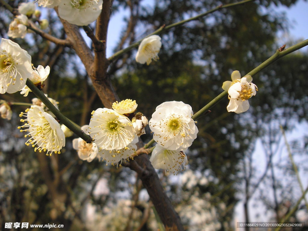 碧桃花