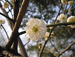 碧桃花