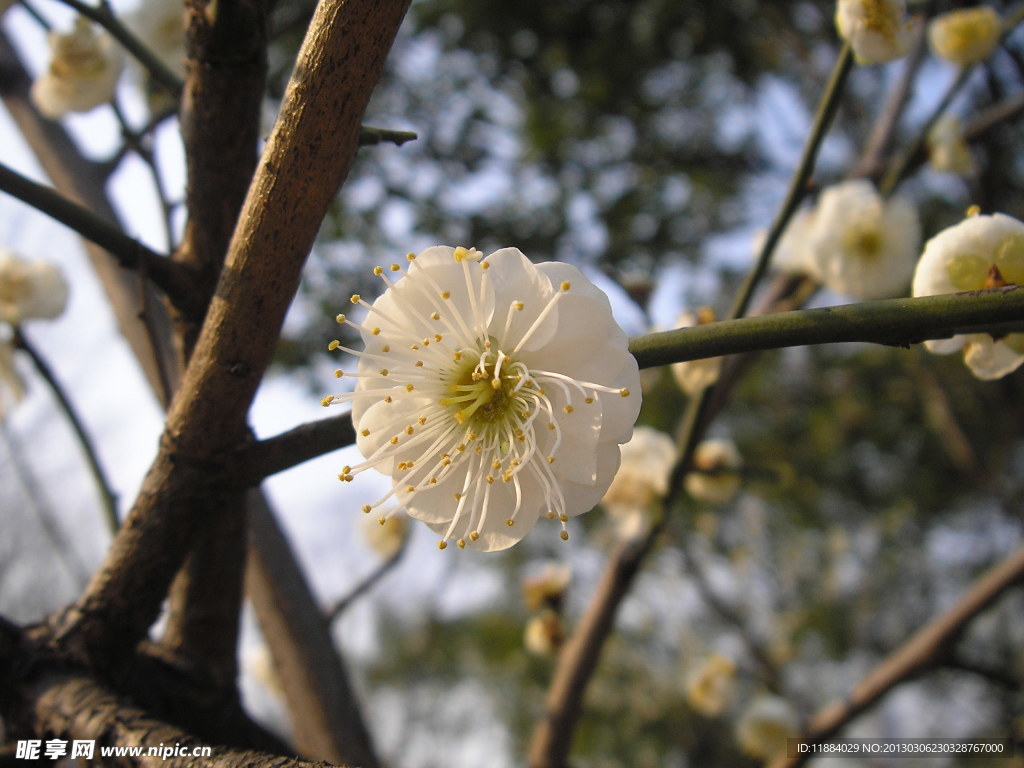 碧桃花