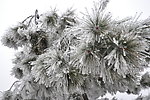 雪景特写