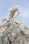 雪景特写