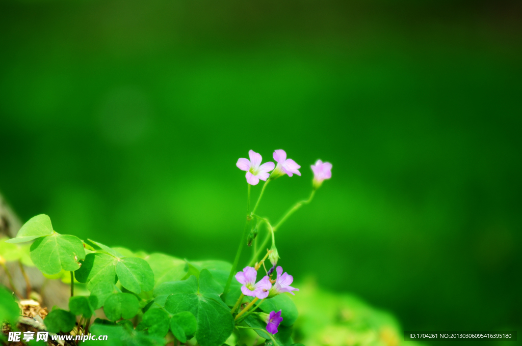 清新小花