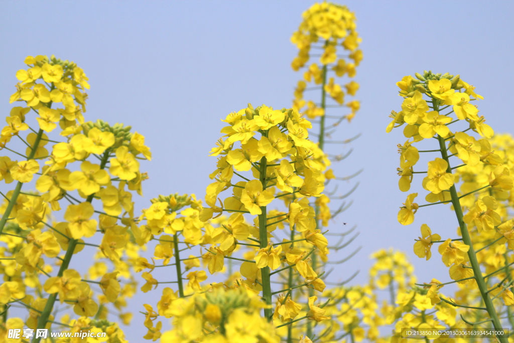 油菜花